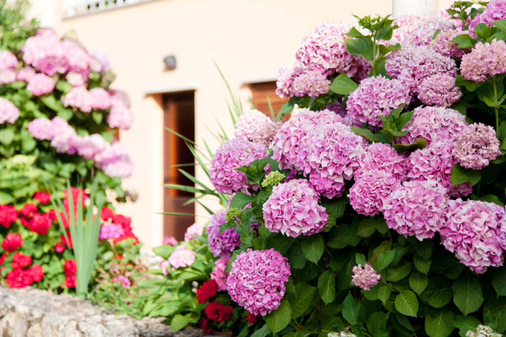hydrangea garden