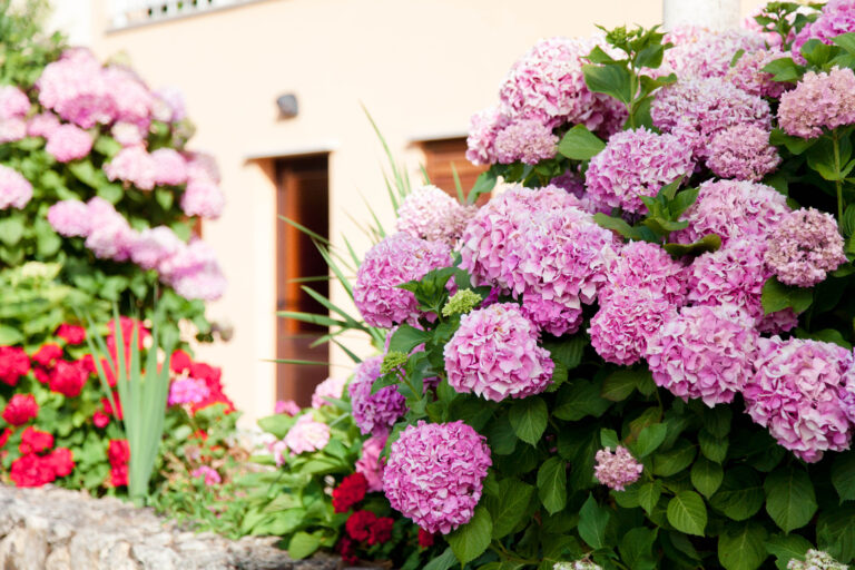 Hydrangea garden