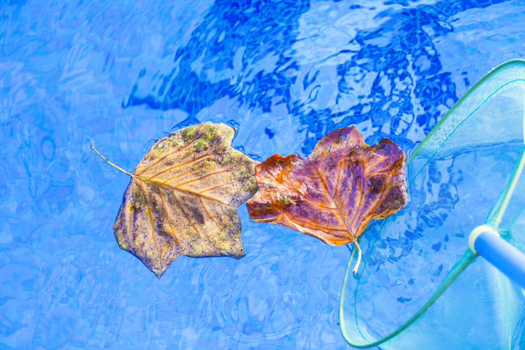 autumn leafs clean swimming pool